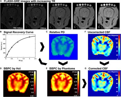 Brain–Blood Partition Coefficient and Cerebral Blood Flow in Canines Using Calibrated Short TR Recovery (CaSTRR) Correction Method